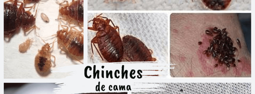 Chinches de cama