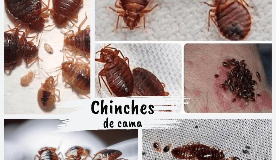 Chinches de cama