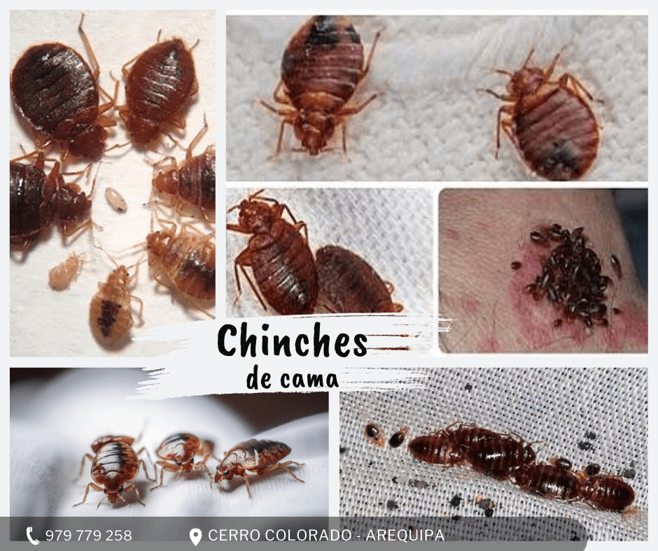 Chinches de cama