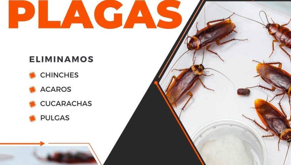 Servicio de Desinsectación