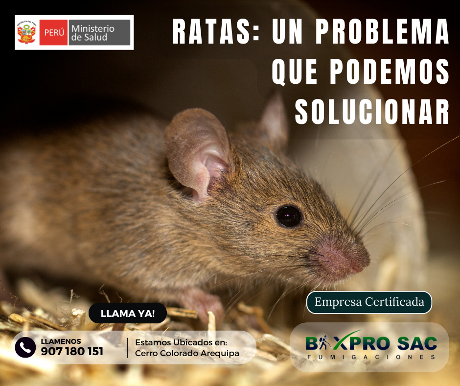Servicio de Desratización Profesional