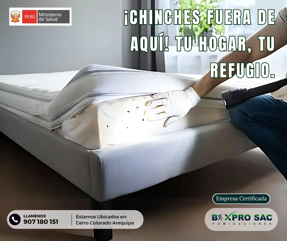 infestación de chinches en un colchón