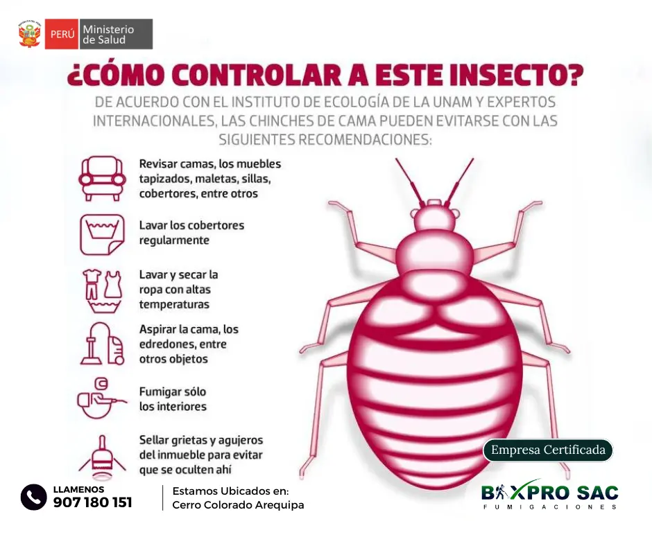 Según expertos, estos sencillos pasos te ayudarán a mantener tu hogar libre de chinches.
