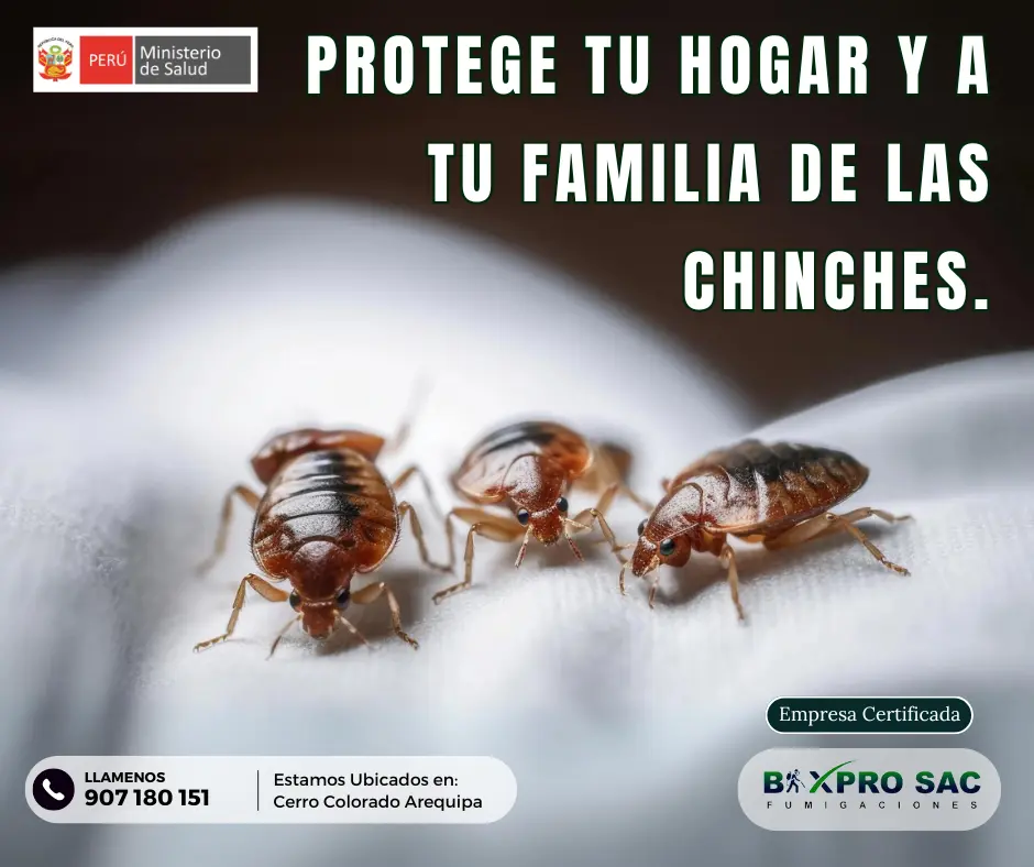 que son los chinches de cama