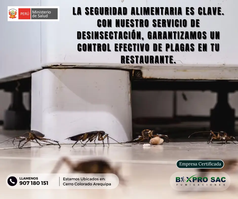 Tratamiento de desinsectación en exteriores, como jardines y patios.