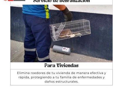Roedor capturado en trampa como resultado del servicio de desratización en Arequipa.