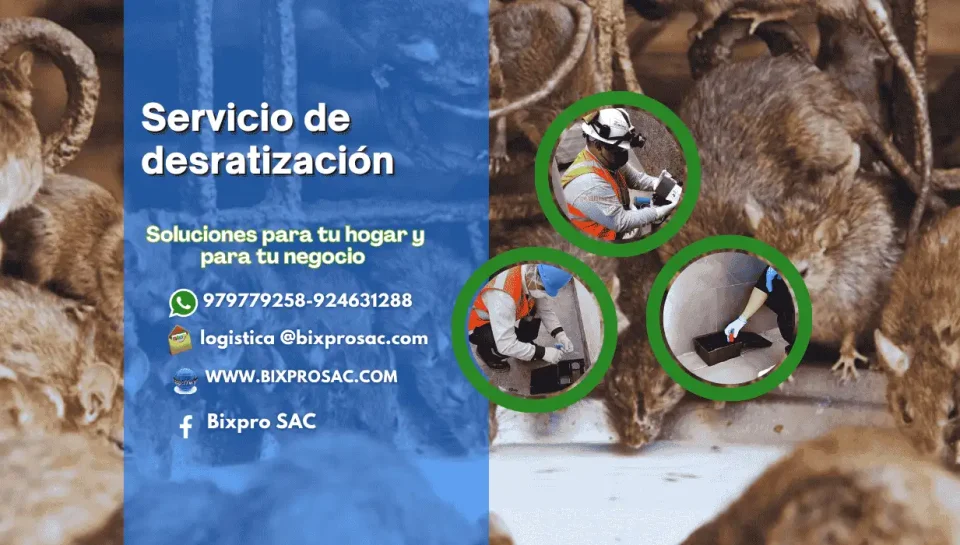 Roedor capturado en trampa como resultado del servicio de desratización en Arequipa.